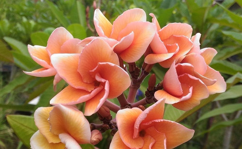 Frangipani plumeria salmon - frangipani,