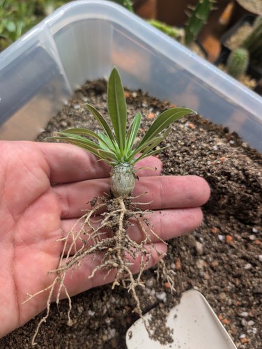 Pachypodium rosulatum - pachypodium,