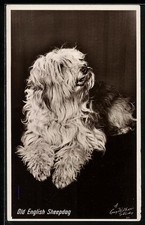 Old English Sheepdog