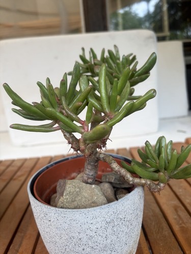 Geldbaum pfenningbaum crassula - geldbaum,