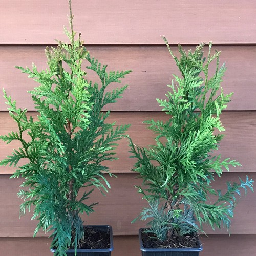 Winterharte thuja atrovirens - winterharte,