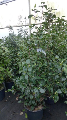 Kamelie camelia japonica - kamelie,