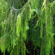 Mähnen-Nutkazypresse PENDULA