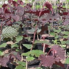 Haselnuss Maxima purpurea, sehr schönes rotes Laub 3-jähriger Strauch 100-120 cm