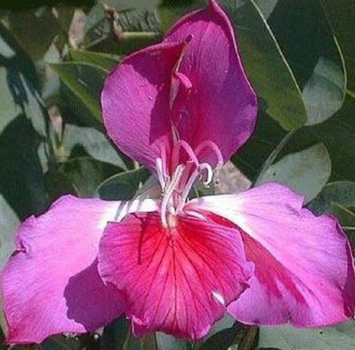 Samen orchideen baum seltene - orchideen-baum,