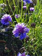 Blaue Kornblume (Centaurea