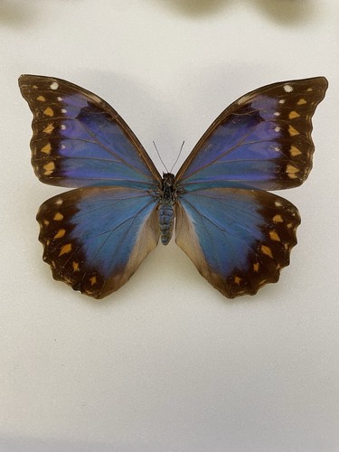 Entomologie morpho anaxibia - entomologie*morpho,