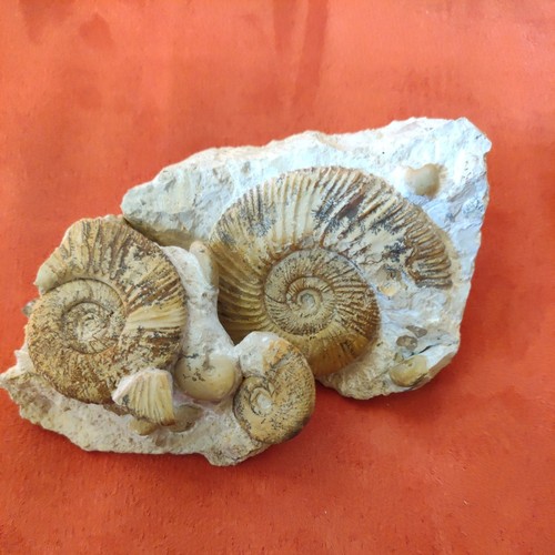 Ammonit lytoceras - ammonit,