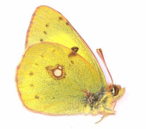 Lepidoptera pieridae colias - lepidoptera,, pieridae,