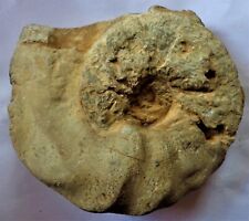 ?Großer Disco Ceratit Dorsoplanus  Trias Mo1  (L449)? Schau mal !