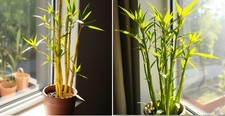 Bambus-Set Gold + Grün für die Wohnung drinnen Zimmerpflanzen gross Geschenke