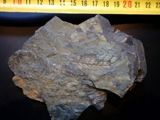 Farnreste  Karbon Fundort