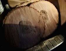 Holzscheiben XL Baumscheiben