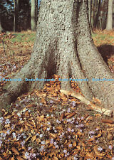 D055917 Leberblumchen am Waldesrand. Verlag Deutsches Jugendherbergswerk. Kalend