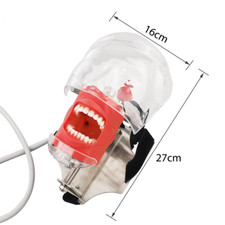 Zahnmedizin Kopfmodell