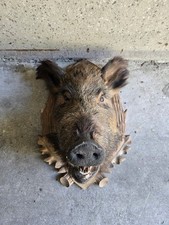 *****TOP**** Wildschwein Kopf Trophäe *****TOP*****