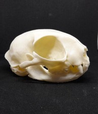 3D-gedruckter Katzenschädel