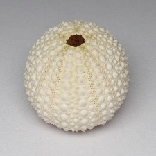Weiße Seeigel Muscheln