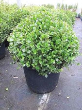 Buxus microphylla faulkner - buxus,
