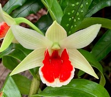 Dendrobium coral red - ´coral, lip´