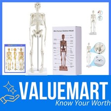 Anatomie Skelett Modell