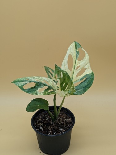 Monstera adansonii variegata - monstera,