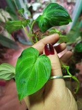 Philodendron Verrucosum Mini / Purple - Echte Rarität!