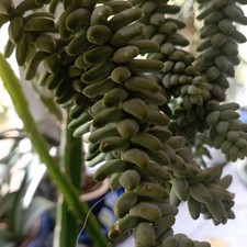 Exotenherz - Sedum morganianum burritum - Affenschaukel - großer Ableger