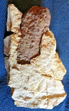 versteinerter Koprolith