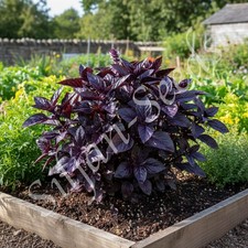 500 Samen rotes Basilikum Dark