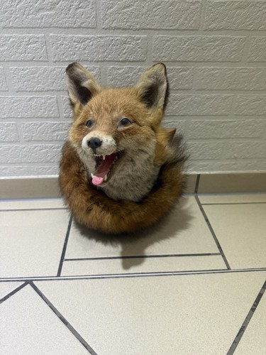 Fuchs tierpräparat - fuchs,