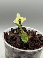 Dendrobium sulphureum