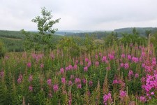 Foto 6x4 Weidenkraut in der