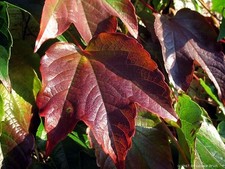 Wilder Wein Veitchii -