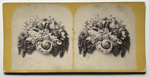 Stilleben mit muscheln - mit,