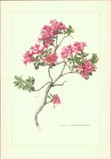 Sonderdruck. Almrausch - Rhododendron hirsutum L. Offset-Lithographie. Sonderdru