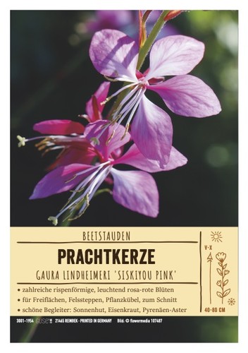 Gaura lindheimeri sikyou - lindheimeri, "sikyou