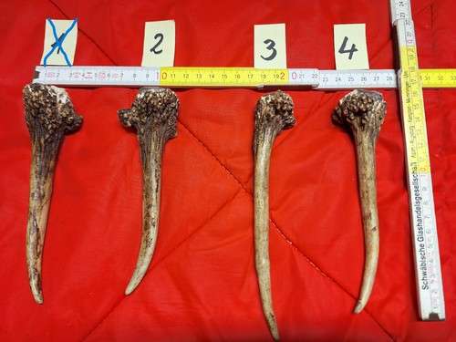 Hirschhorn hirschgeweih - hirschhorn,