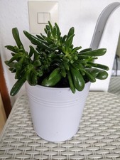Geldbaum Pfennigbaum Crassula