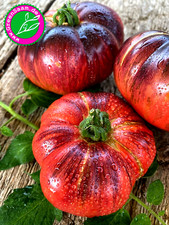 LOVELY LUSH FLEISCHTOMATE