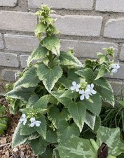 Silbertaler variegata ( Lunaria annua var.albiflora)