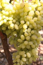 'Geliodor' - Kernlose