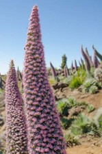 Natternkopf Juwelenturm 10