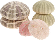 6 Stücke Seeigel Gehäuse