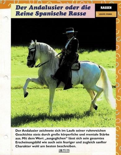 Der andalusier oder die - andalusier,