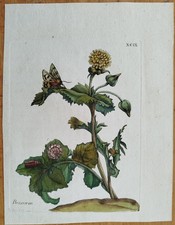 Maria Sibylla Merian