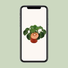 Pilea Peperomioides - Beliebte