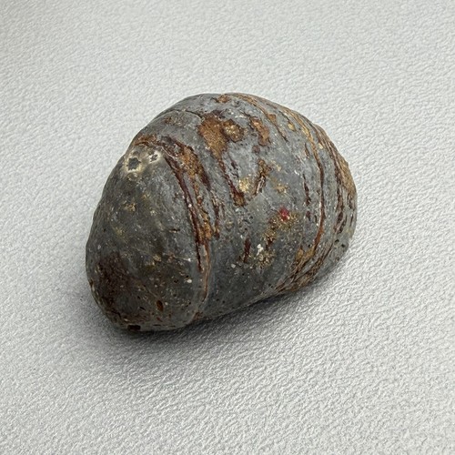 Fossile muschel versteinerung - muschel,