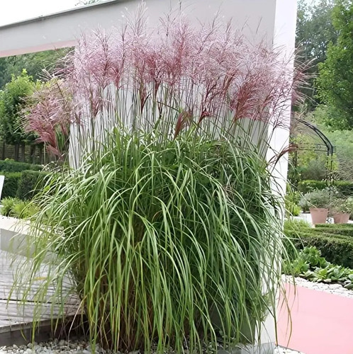 Rotes chinaschilf - 1x,