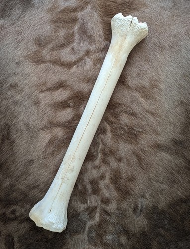 Giraffenknochen giraffe bone
